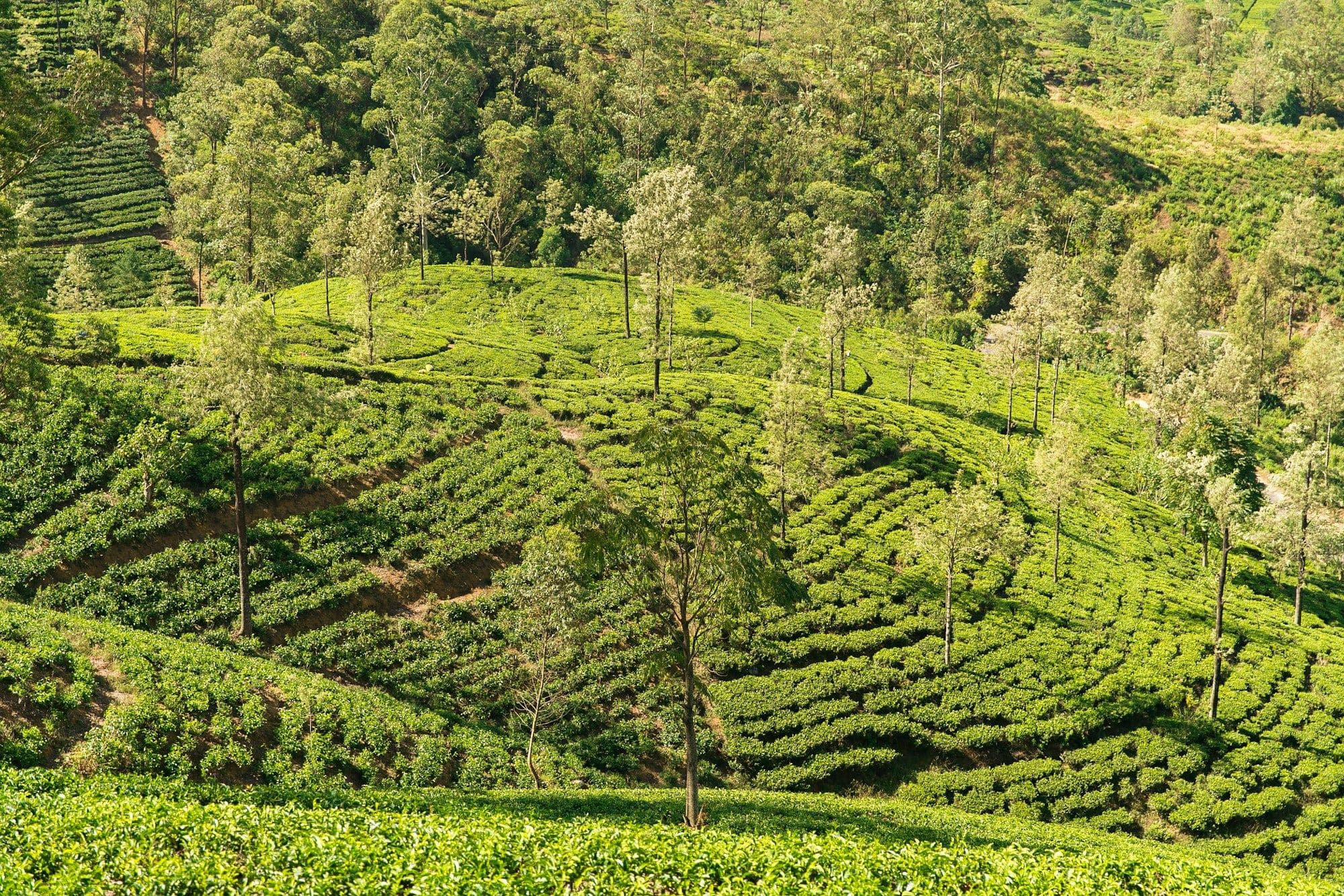 Tea estates on the hills of Nuwara Eliya